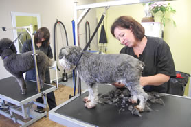 Nepean pet grooming at Greenbank Hunt Club Centre